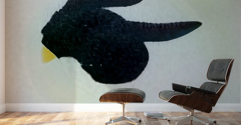 527 8K Wall Murals