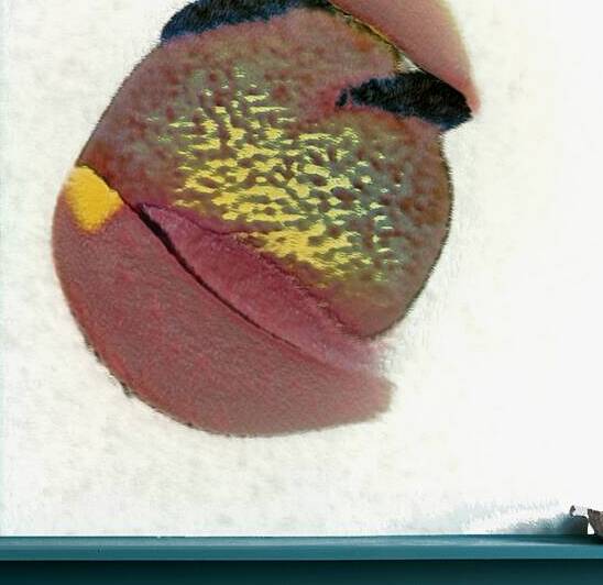 2835 8K by Abstratica